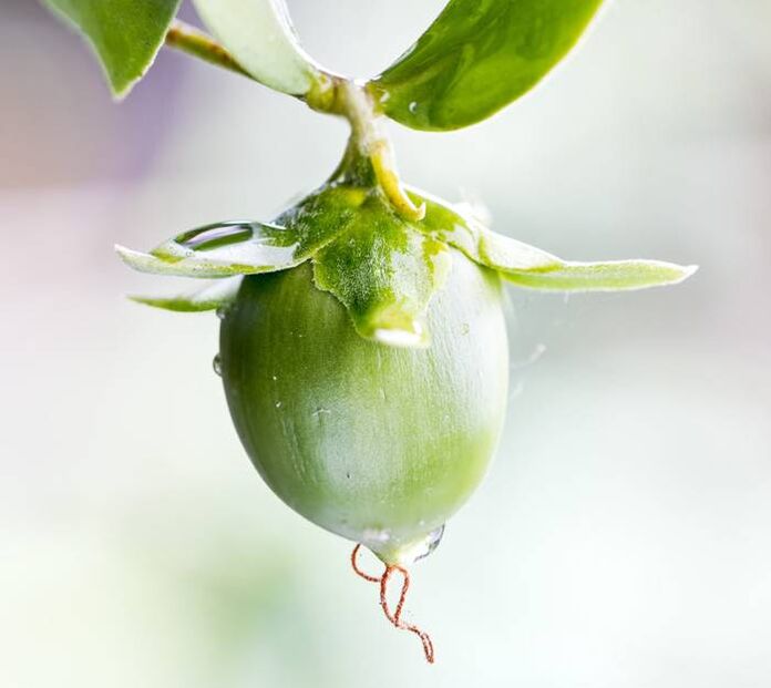 Olio idratante antirughe ottenuto dal frutto di jojoba
